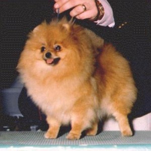 Tim Sue's Evening Lights