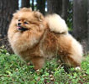 Bravo's Sweetest Surrender