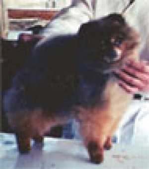 Bev-Nor's Raze A Little Hell