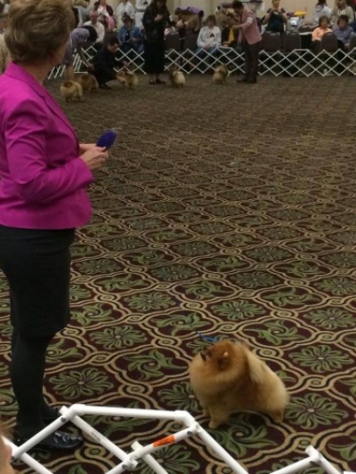 Colby in the ring winning 1st Award of Merit at the APC National