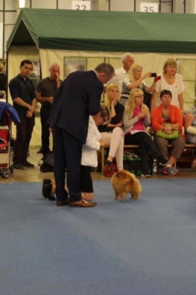 Colby in the ring at the World Dog Show 2014