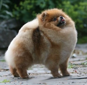 Chriscendo Consequence