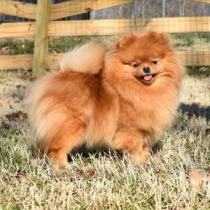 Silhouette's Soaked In Bleach