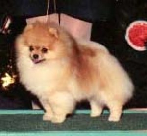 Heartland's Special Treasure