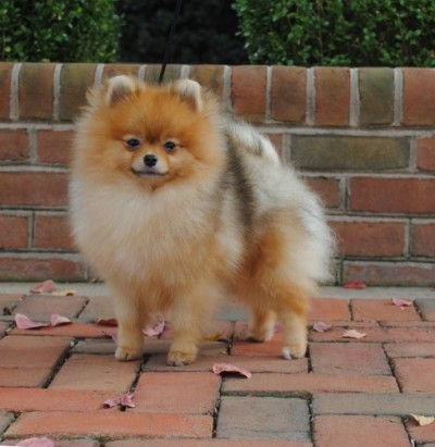 Desi at 10 months old