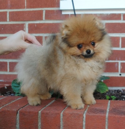 Pepper at 10 wks old