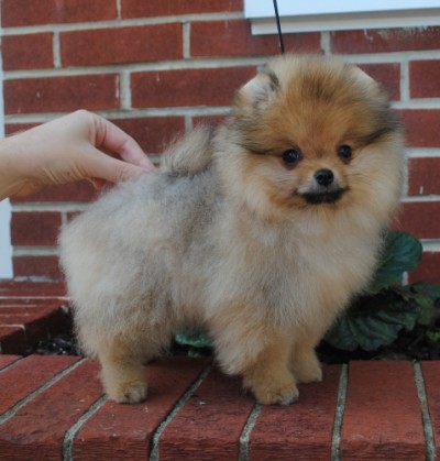 Lyanna at 12 wks old