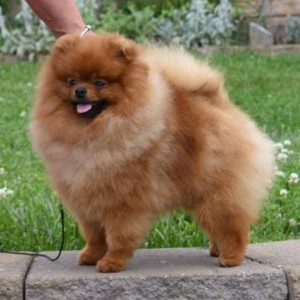 Furrycreek's Game of Thrones