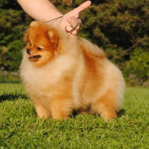 Silhouette's Sense and Sensibility