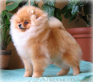 Aikuaiven Kuettielle