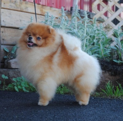 Bran at 2 years old