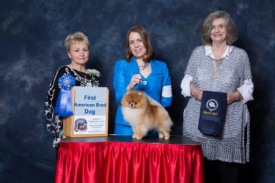 Tarly winning 1st in American Bred (and Best American Bred In Specialty) at the 2017 APC National Specialty