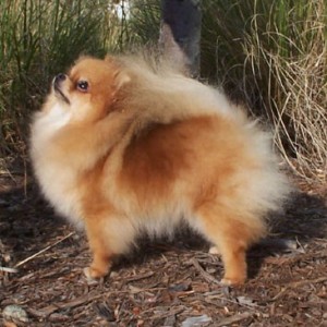 Horizon's Fashionably Loud