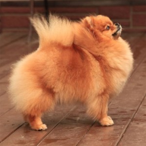 Dvortsoviy Pes Alenushka