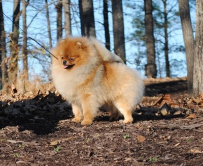 Harley at 1 year old, soon after arriving in Virginia!