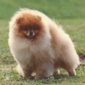 Millamor's Rock Medallion