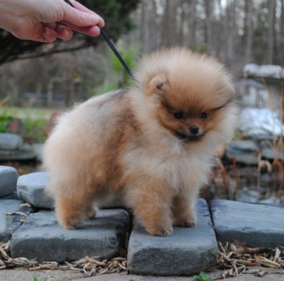 Freddie at 11 wks old
