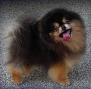 Great Rivers Zeppo of POE