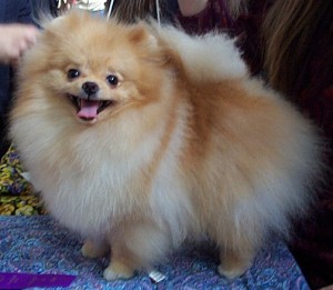 Finch's Golden Opportunity