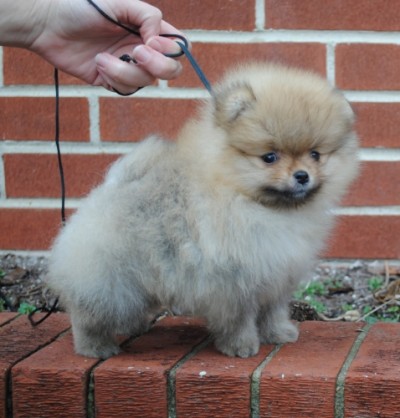 Freddie at 8 wks old