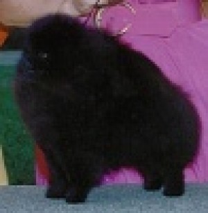 Finch's He Walks On Water