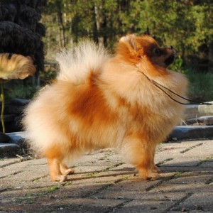 Silhouette's Summer Isle