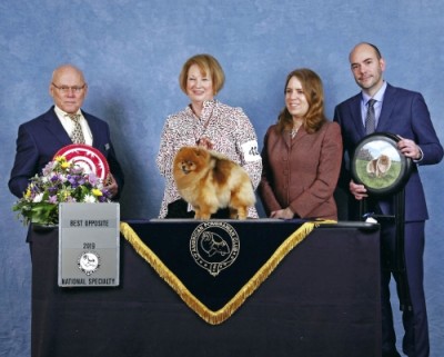 Sweetie winning BOS at the 2019 APC National Specialty