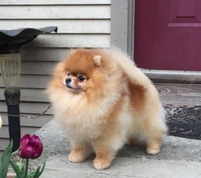 Tarly at 3 1/2 yrs old