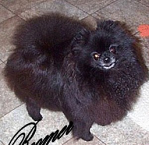 Finch's Bodacious Water Rocket