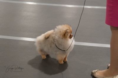 Luci at 6mos old. Photo by Sonya Ratliff.