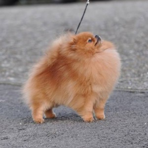 Pomhaven's No Doubt At Klassna