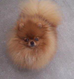 Pomhaven's Oh Me Oh My