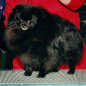 Finch's Bodacious Ten