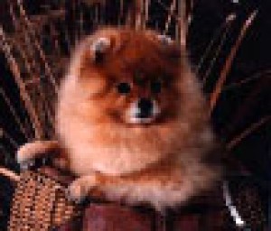 Chriscendo Claim to Fame