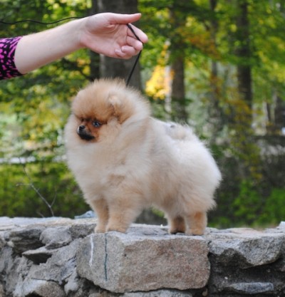 Charley at 12 wks old