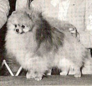 Fame's Legacy of Jewel-Ken