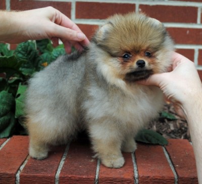 Presley at 9 wks old