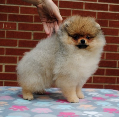 Presley at 11 wks old