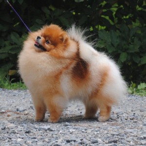 Silhouette's Skip To My Lou