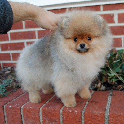 Skippy at 13 wks old