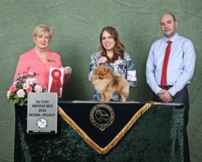 Rhubarb winning 2nd in American Bred at the 2020 APC National Specialty.