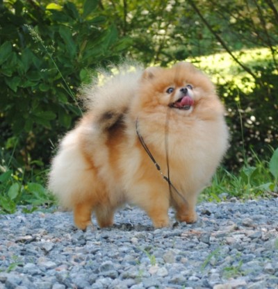 Desi at 3 1/2 yrs old