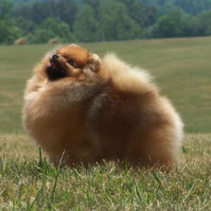 Luminesque And All That Jazz