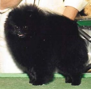 Finch's See Me Comin