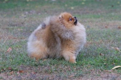 Peanut at 1 year old