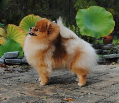 Skippy at 1 year old