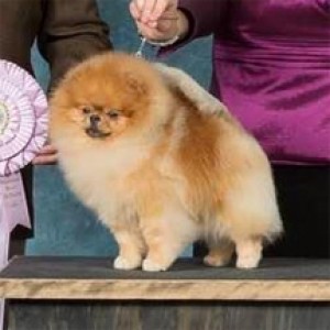 Sunterra Sudden Impact