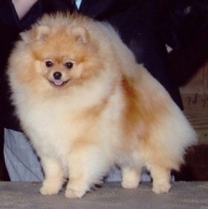 Chriscendo Chili Pepper