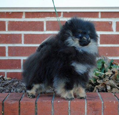 Geralt at 4.5 mos old