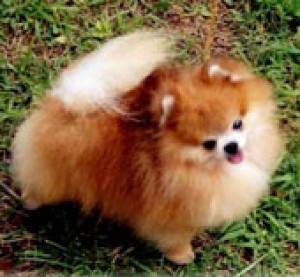 Mac's Frankly My Dear